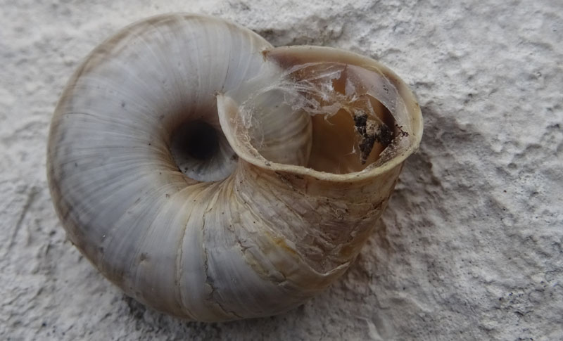 Chilostoma cingulatum....del Monte Stivo (TN)